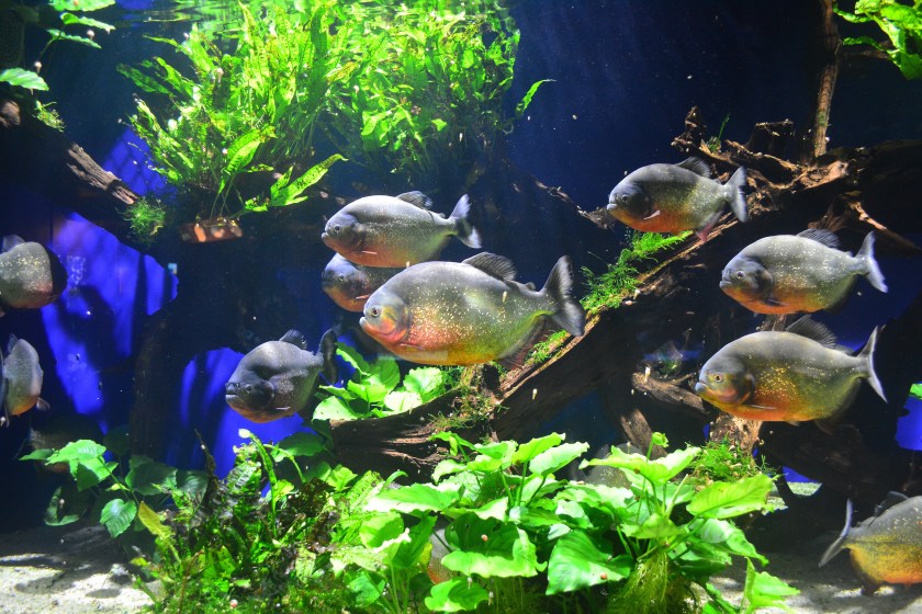 Piranha tank at the Aquarium