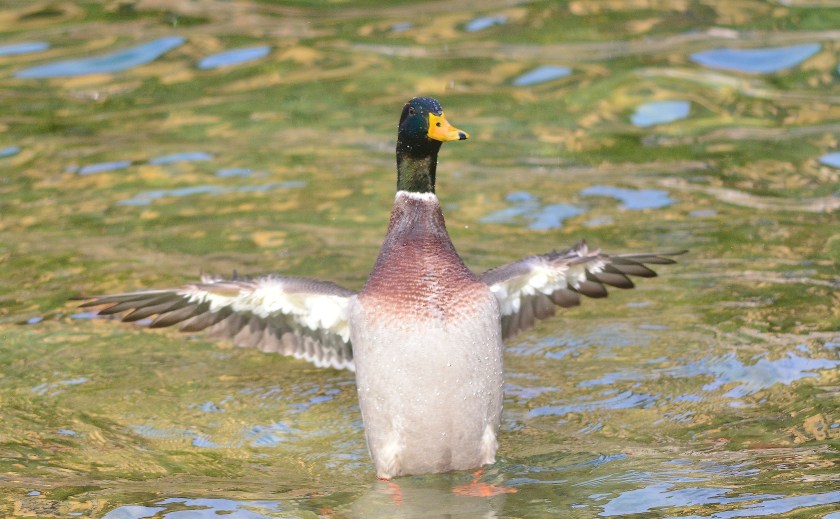 The mallard is a very photogenic duck