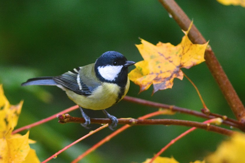  The Little Coal tit gets my attention