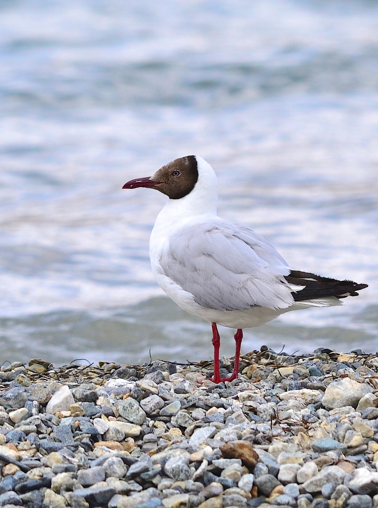 Brown headed gull at Pangong