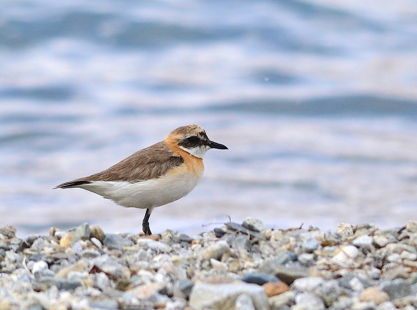 A golden plover at the edge of the lake