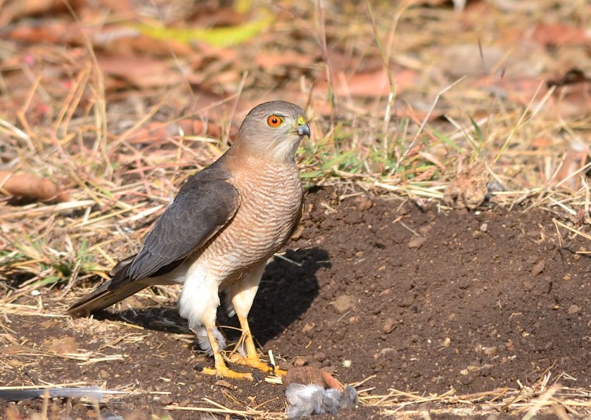 Shikra after a failed dove hunt