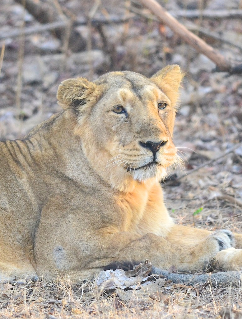 Lioness looks at the intruder