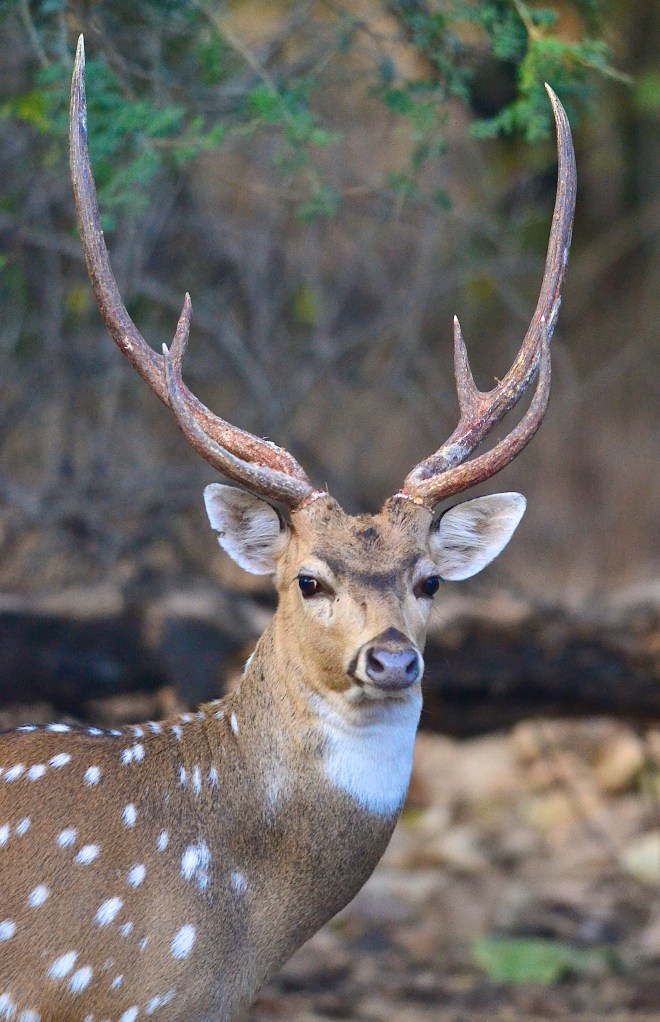 Magnificent Spotted Deer Stag