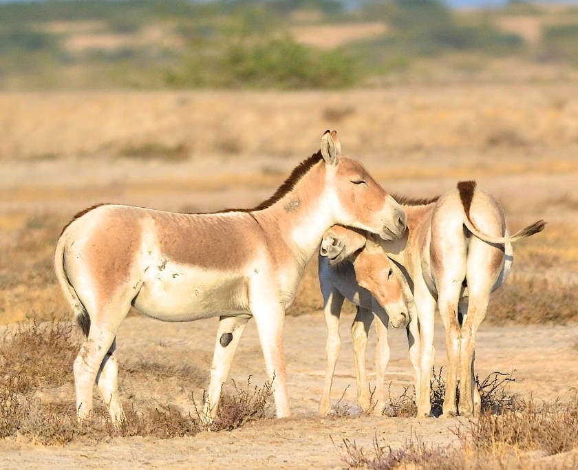 Khur Family in the Little Rann