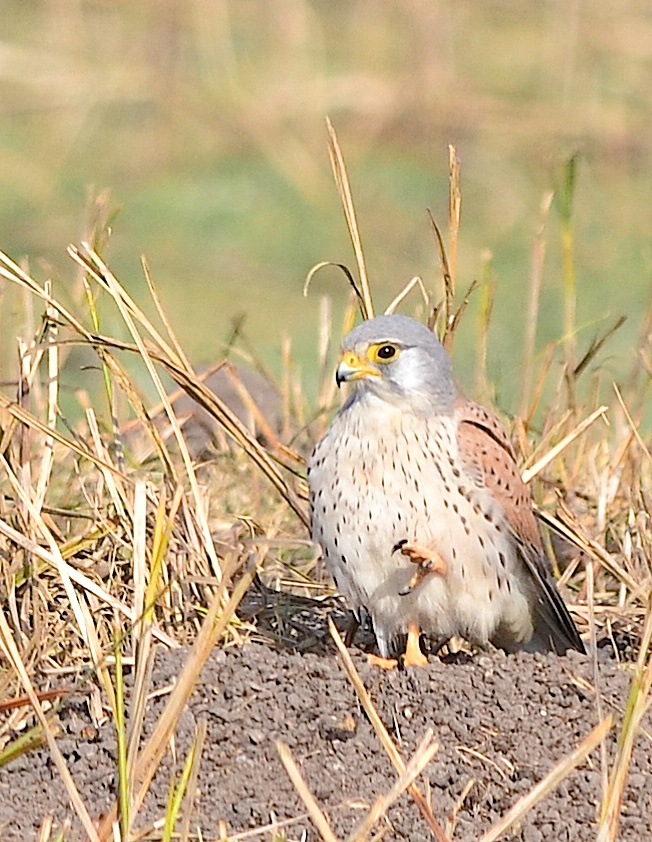 Common Kestrel waves goodbye