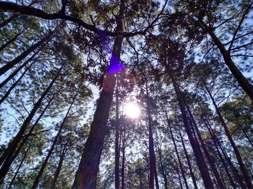 48388504_2281153585495337_7236033447146291200_n