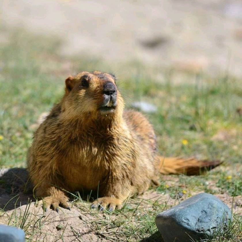 116268522_732521514203774_3244632203228592835_n