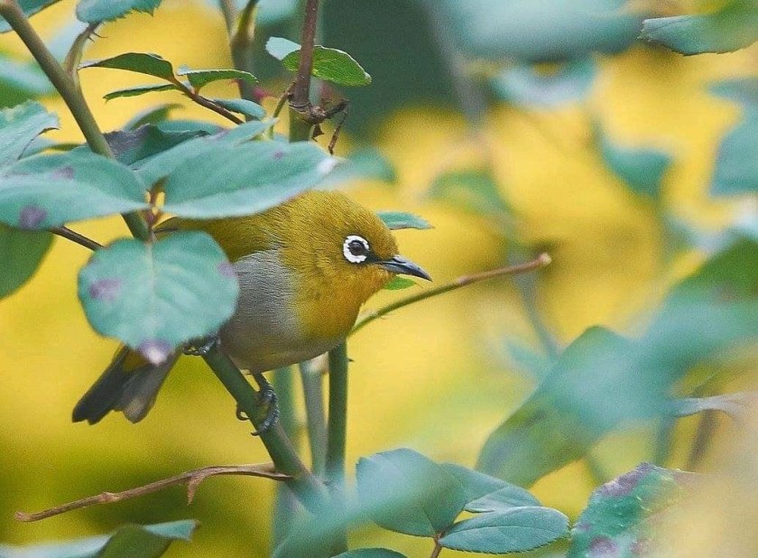 116433323_1403444666530358_1015637589963816267_n