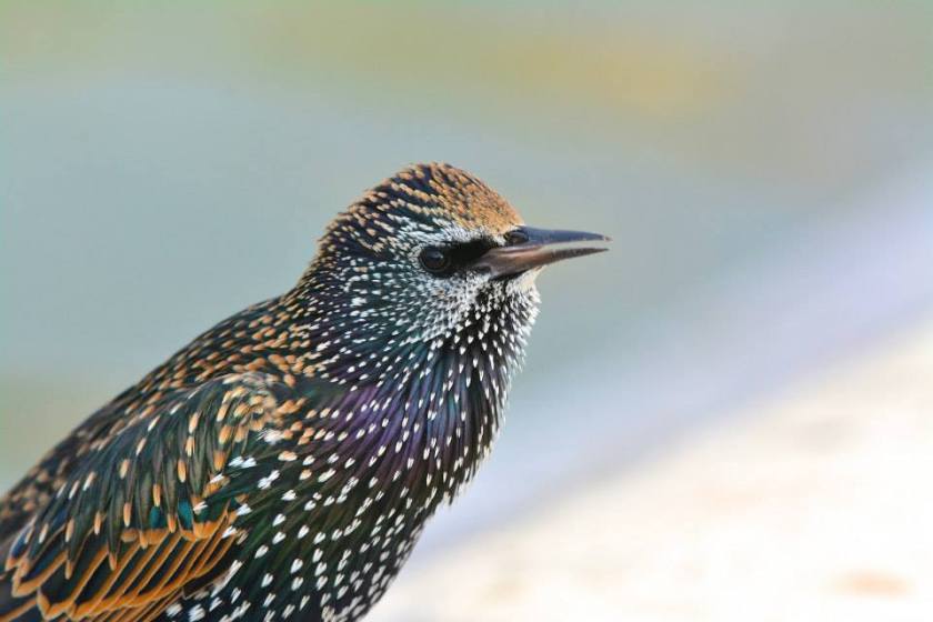 12096371_10205312187308592_5428554824774228329_n