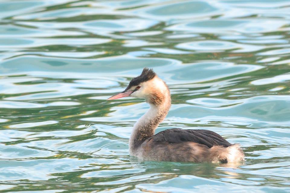 12088556_10205312185188539_1869532749612268774_n