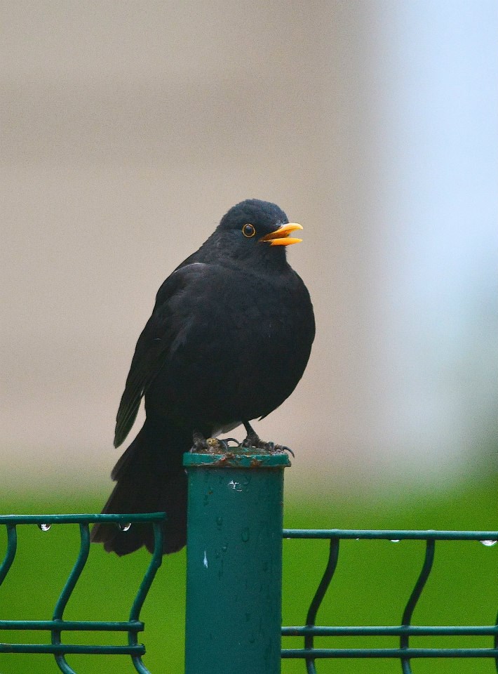 12096084_10205312186548573_6077934072364712116_n