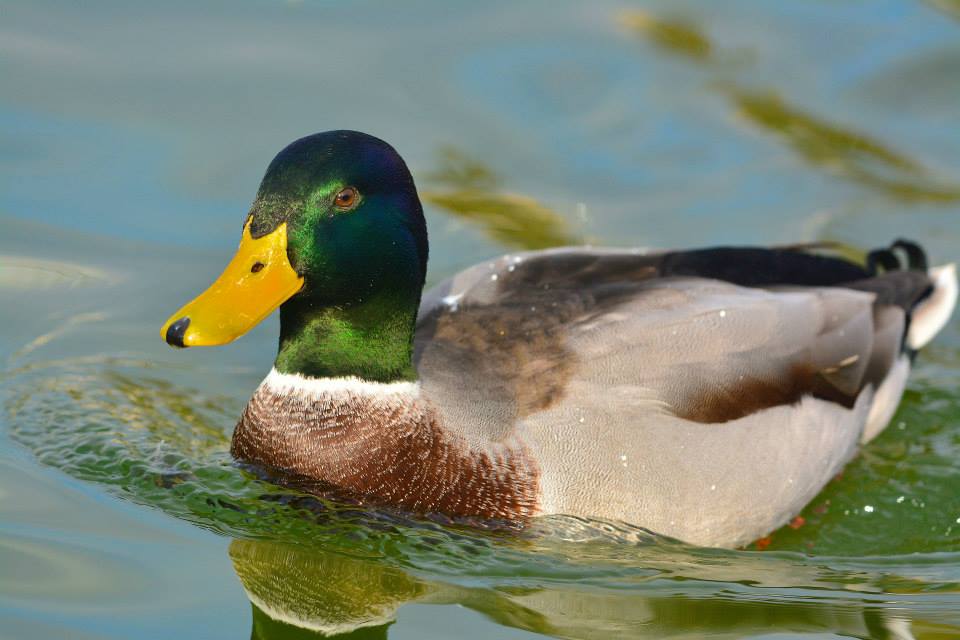 12119121_10205312187428595_8369613785076980860_n