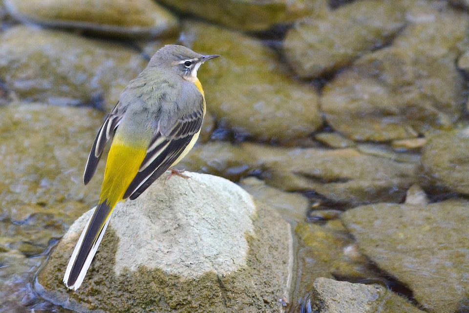 12143148_10205312185868556_20710278779074802_n