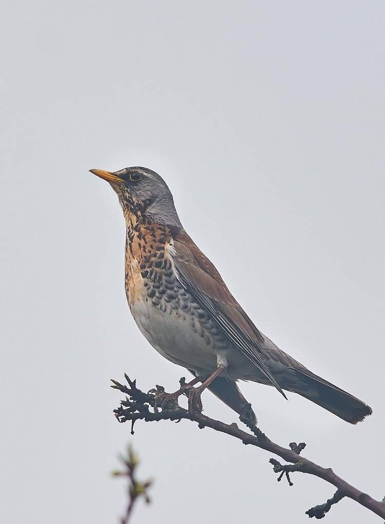 67514966_10215047405162954_2644086497115897856_o