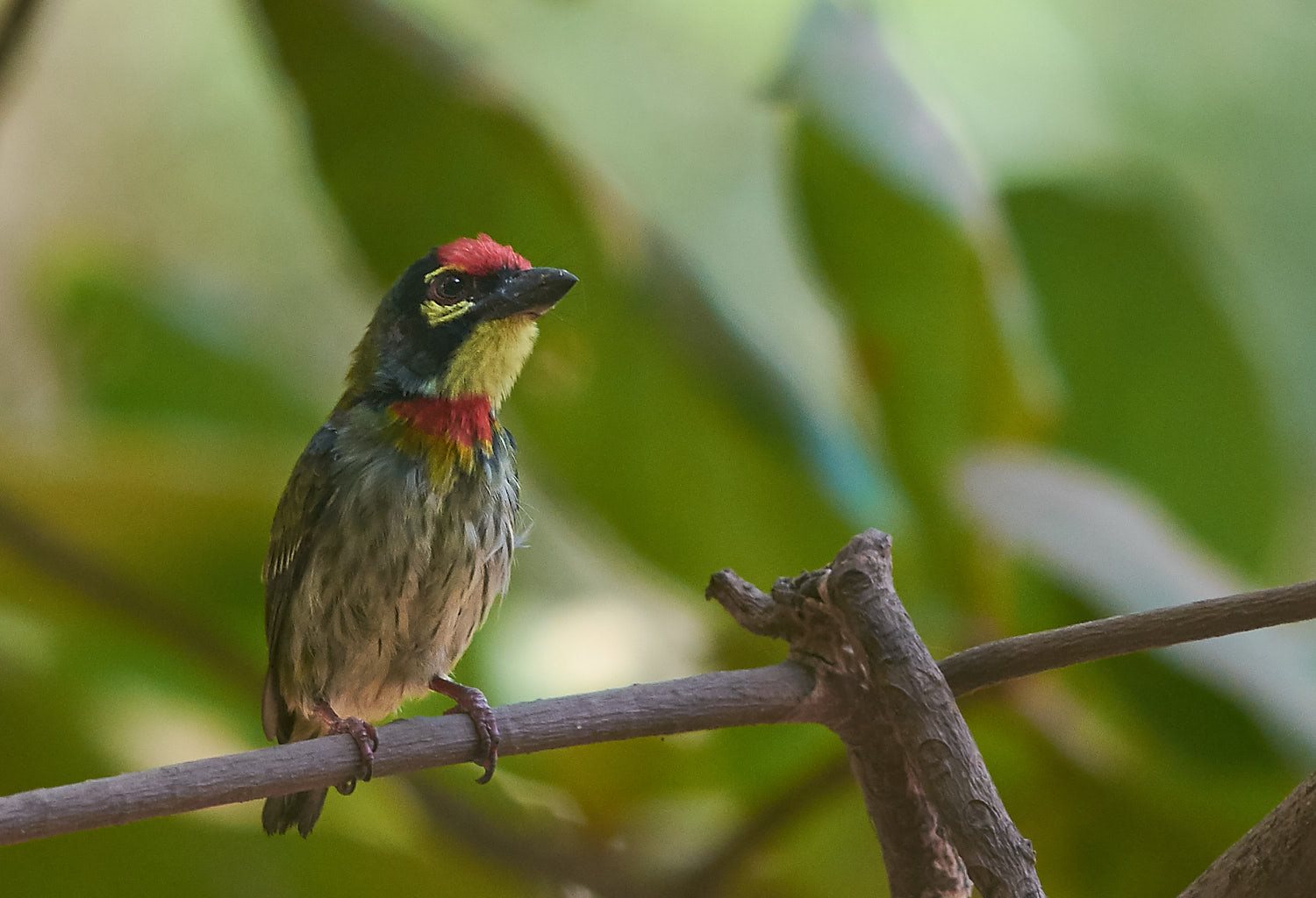 91914899_10216945843142717_7022580444482764800_o