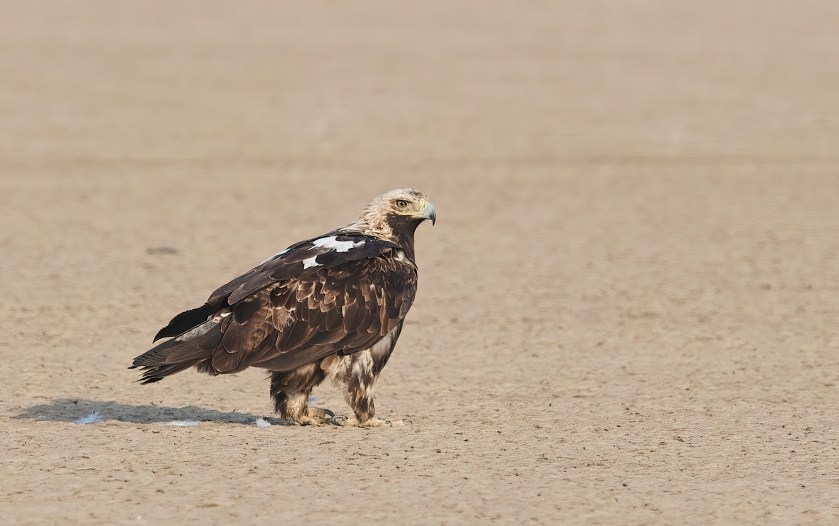 YOG_7745-DeNoiseAI-clear