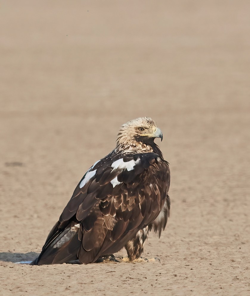 YOG_7765-DeNoiseAI-clear