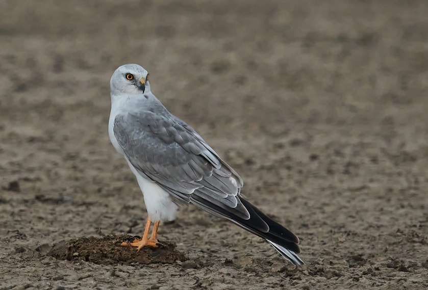 YOG_7943-DeNoiseAI-low-light