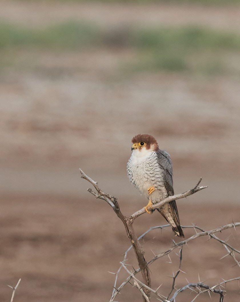 YOG_8100-DeNoiseAI-low-light