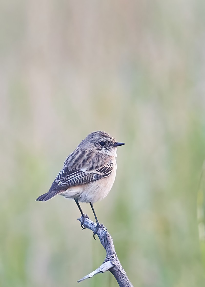 YOG_9289-DeNoiseAI-standard