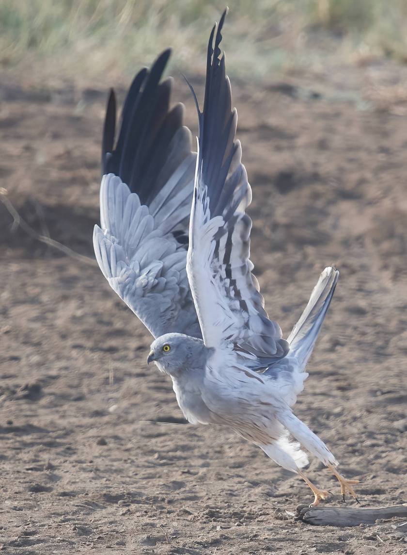 YOG_9414-DeNoiseAI-standard