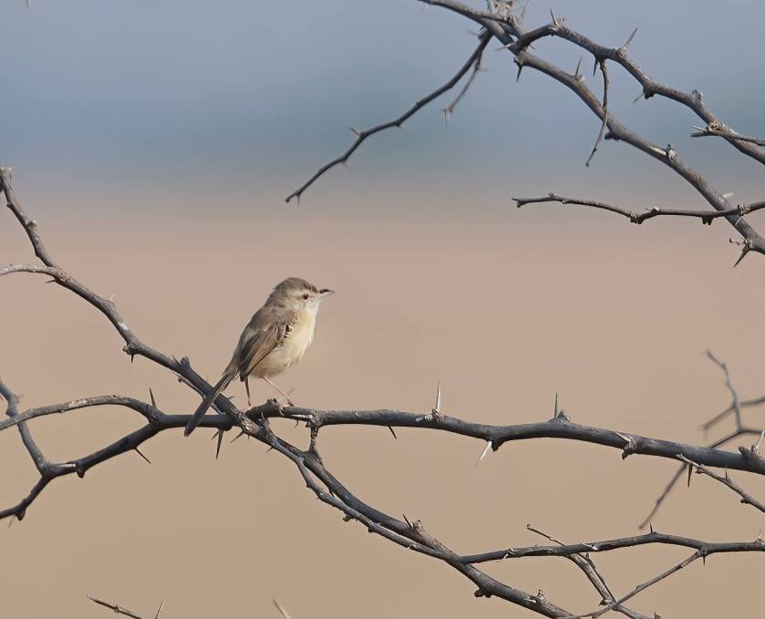 YOG_9426-DeNoiseAI-standard