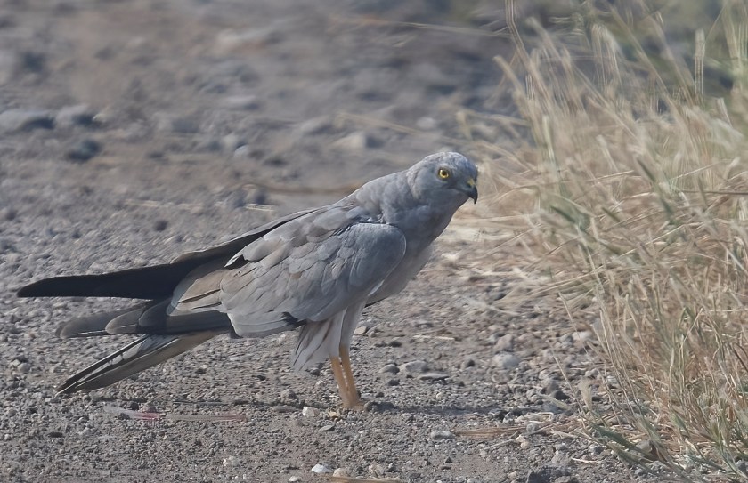 YOG_9554-DeNoiseAI-standard