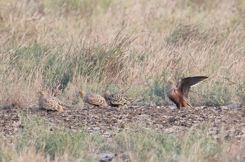 YOG_9693-DeNoiseAI-standard