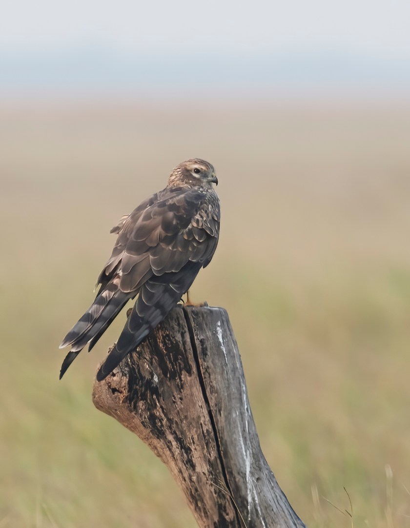 YOG_9713-DeNoiseAI-standard