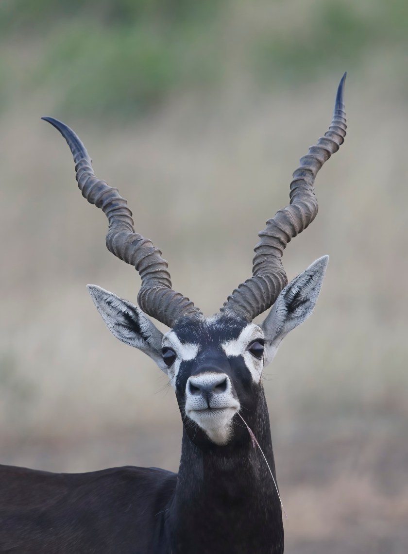 YOG_9728-DeNoiseAI-standard