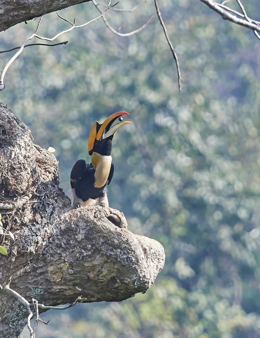 YOG_0723-DeNoiseAI-standard