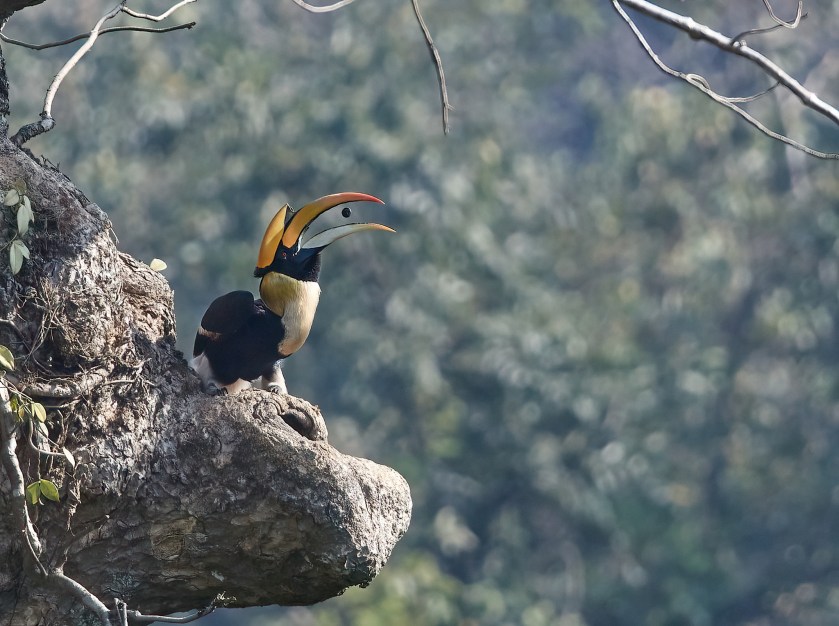 YOG_0766-DeNoiseAI-clear