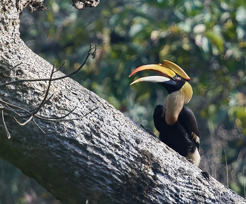 YOG_0830-DeNoiseAI-standard