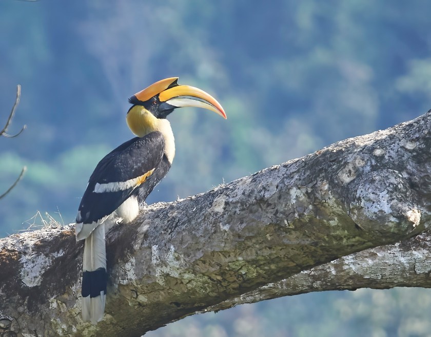 YOG_0840-DeNoiseAI-standard