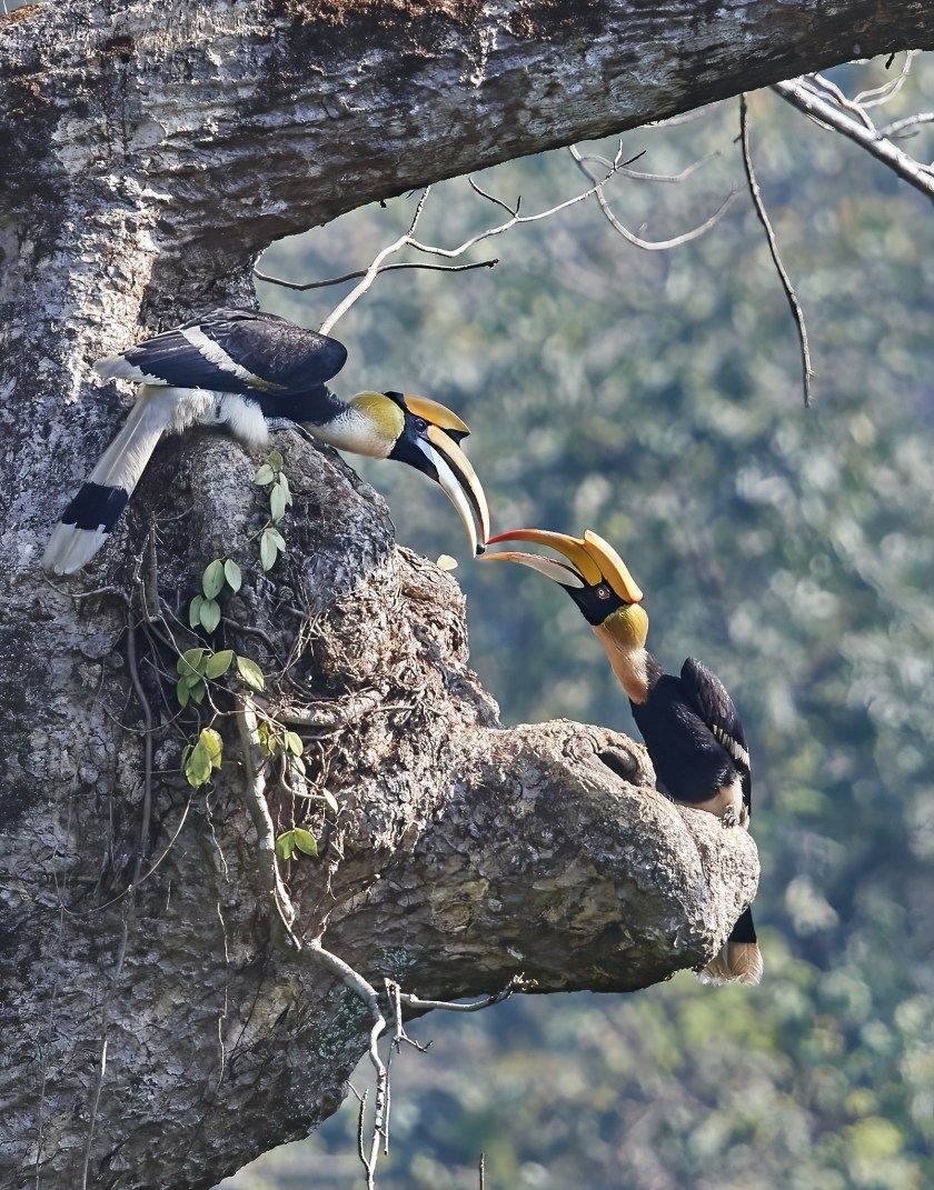 YOG_0884-DeNoiseAI-standard