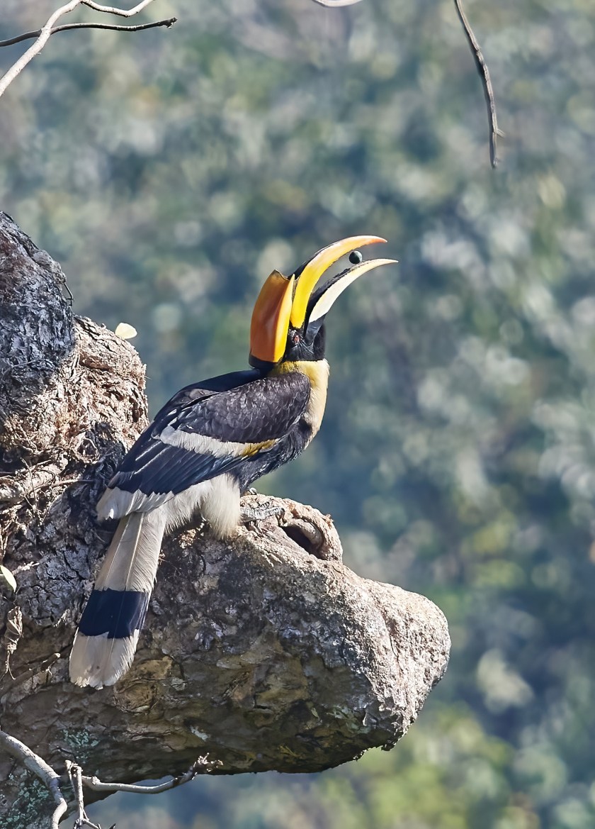 YOG_0919-DeNoiseAI-standard