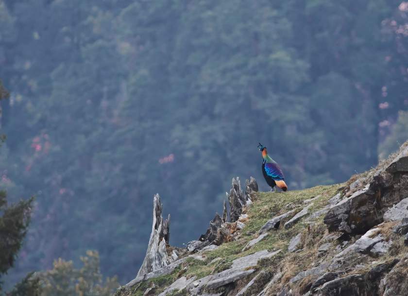 YOG_2050-DeNoiseAI-standard