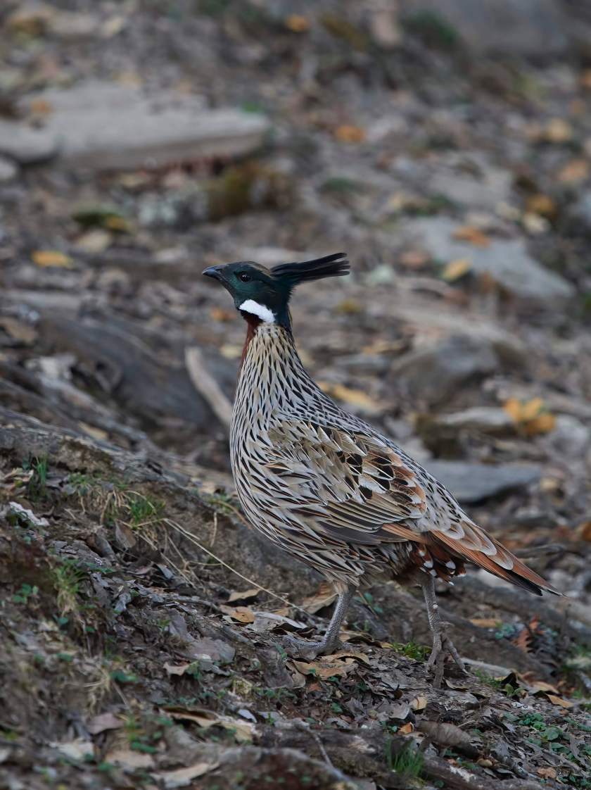 YOG_2080-DeNoiseAI-standard