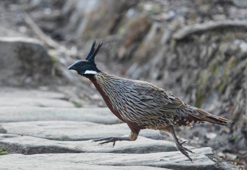 YOG_2114 1-DeNoiseAI-standard