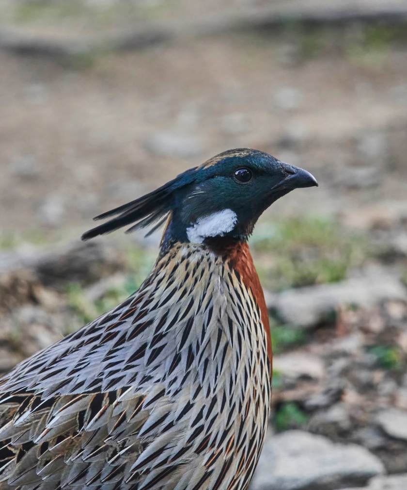 YOG_2181 2-DeNoiseAI-standard