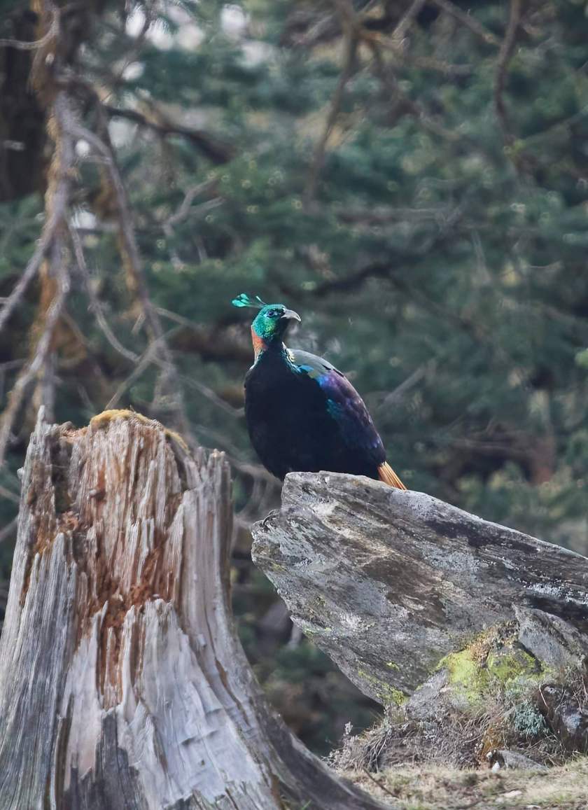 YOG_2197-DeNoiseAI-standard