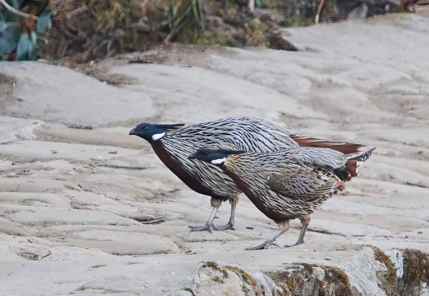 YOG_2206-DeNoiseAI-standard