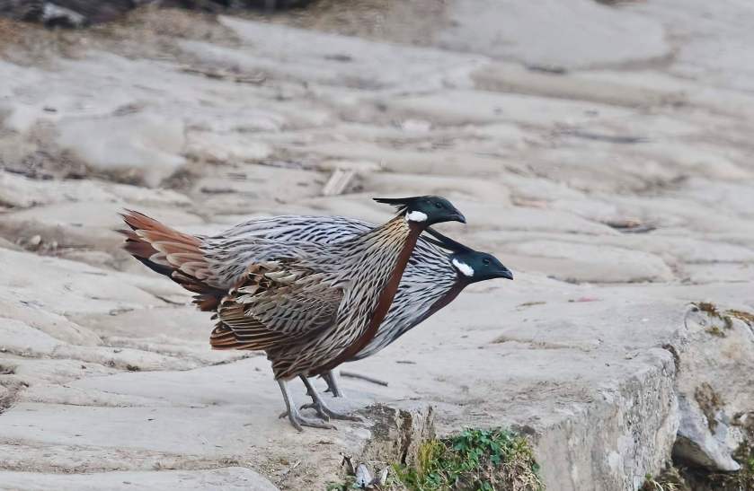 YOG_2234-DeNoiseAI-standard