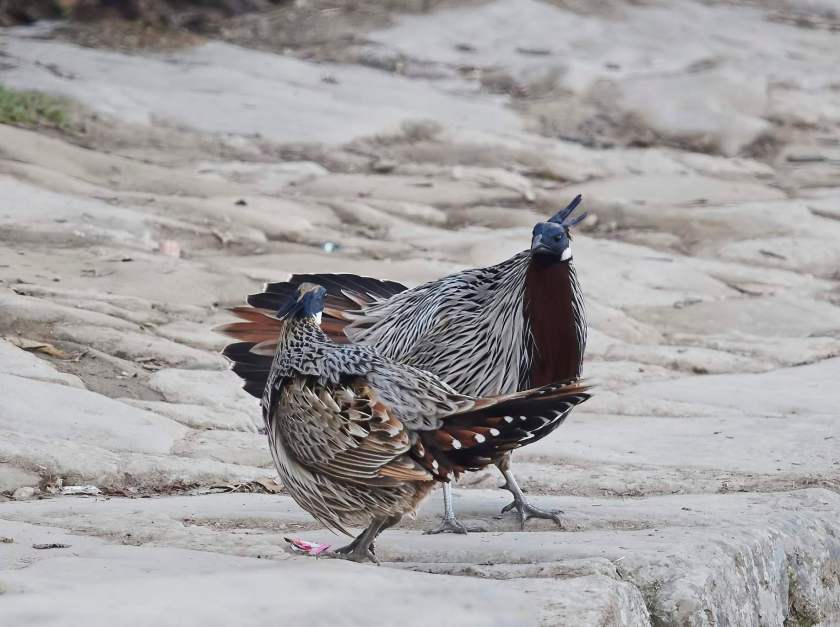 YOG_2243-DeNoiseAI-standard