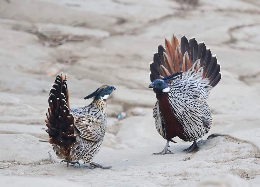 YOG_2255-DeNoiseAI-standard