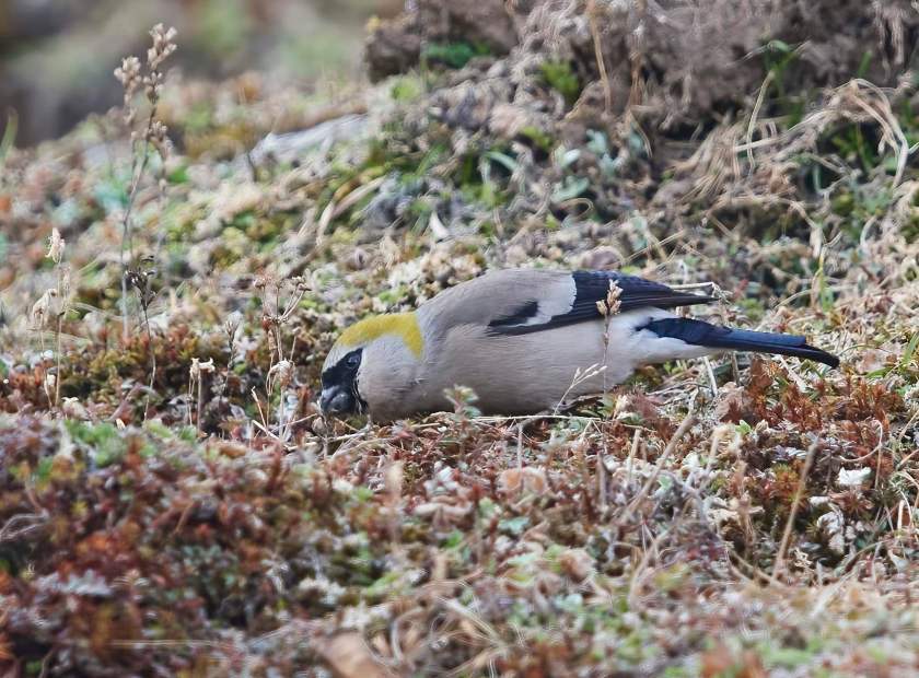 YOG_2303-DeNoiseAI-standard