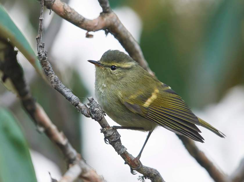 YOG_2337-DeNoiseAI-standard