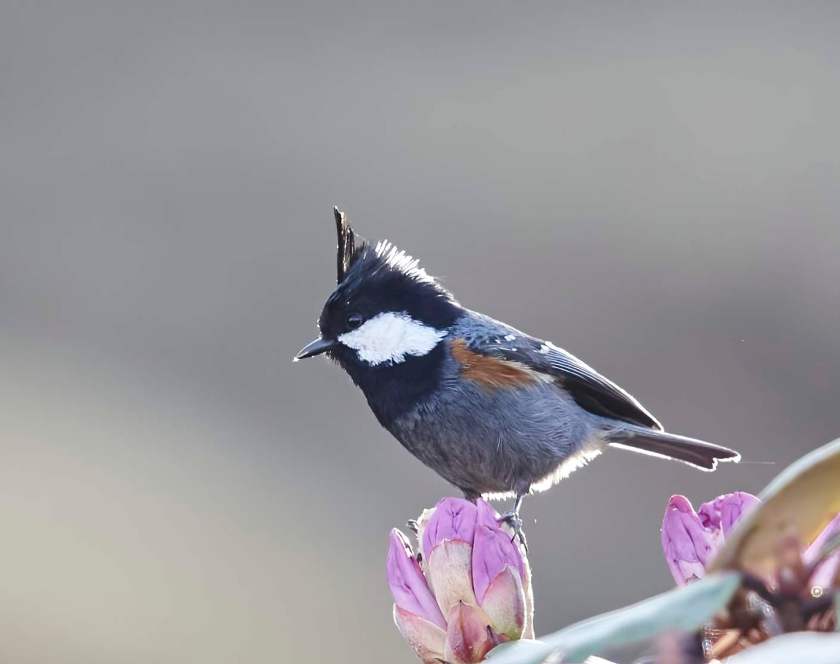 YOG_2366-DeNoiseAI-standard