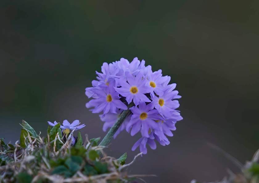 YOG_2379-DeNoiseAI-standard